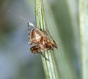 Araniella_displicata_D3013_Z_88_NP De Hoge Veluwe_Nederland